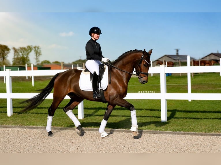 Caballo alemán Caballo castrado 6 años 168 cm Castaño in Recke, bei Osnabrück