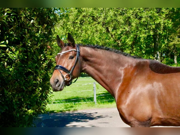 Caballo alemán Caballo castrado 6 años 168 cm Castaño in Recke, bei Osnabrück