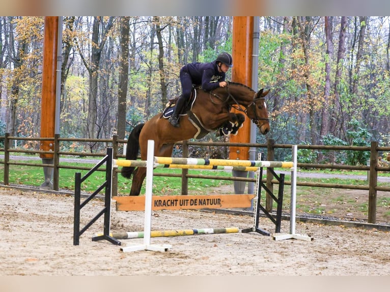 Caballo alemán Caballo castrado 6 años 168 cm Castaño in GROTE-BROGEL