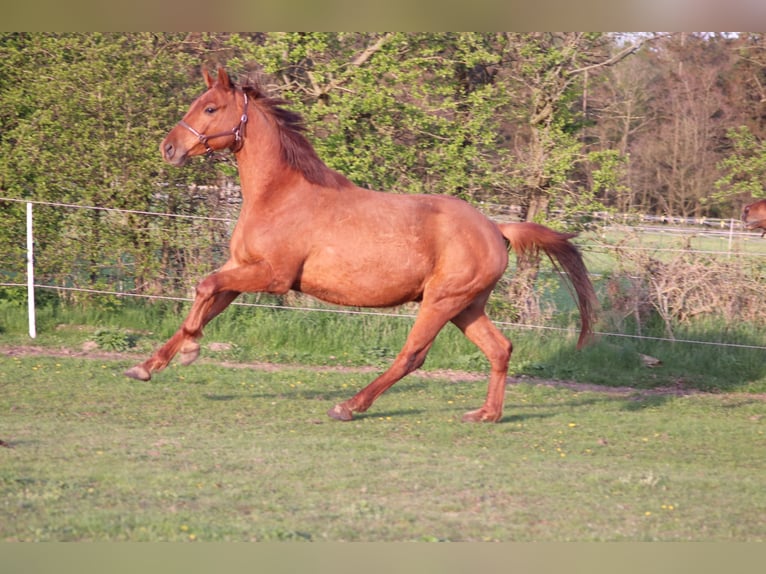 Caballo alemán Caballo castrado 6 años 170 cm Alazán in Klein Rheide