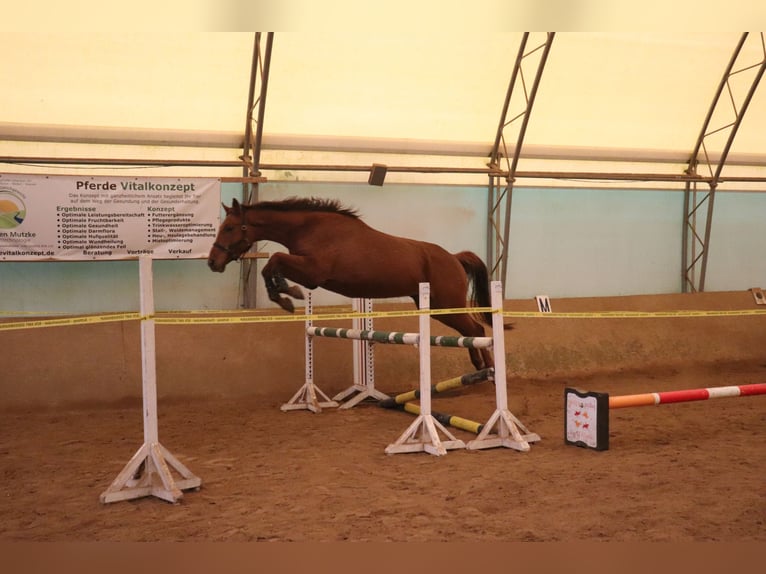 Caballo alemán Caballo castrado 6 años 170 cm Alazán in Klein Rheide