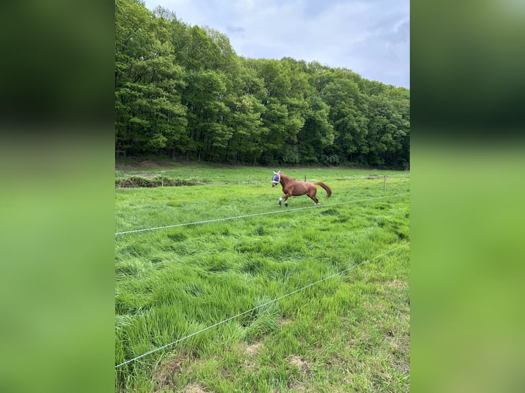 Caballo alemán Caballo castrado 6 años 170 cm Alazán in Bochum