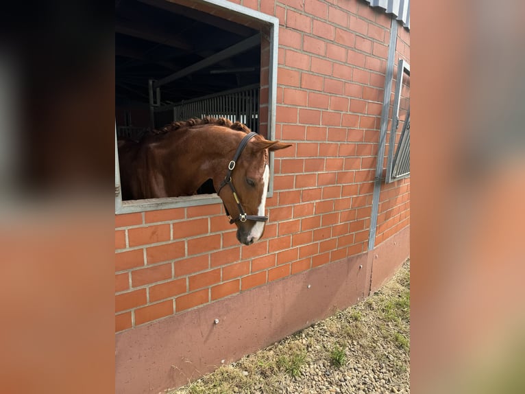 Caballo alemán Caballo castrado 6 años 170 cm Alazán in Bochum