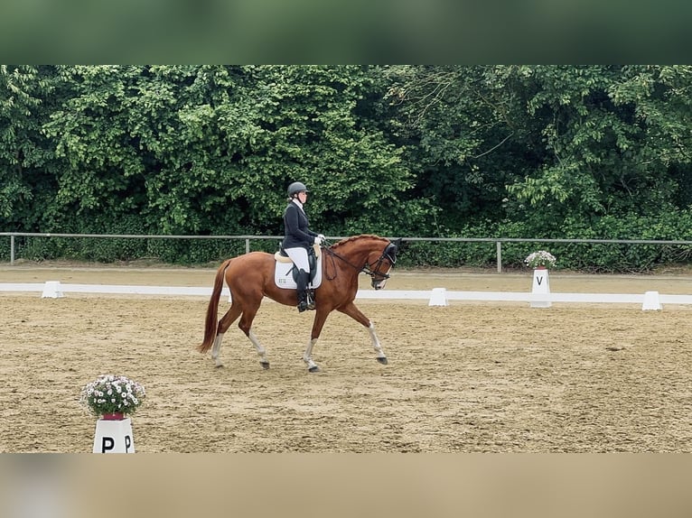 Caballo alemán Caballo castrado 6 años 170 cm Alazán in Bochum