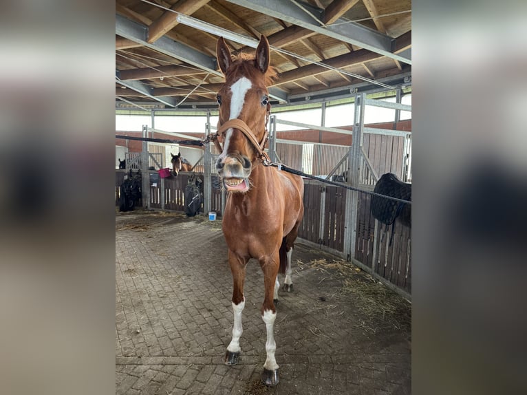 Caballo alemán Caballo castrado 6 años 170 cm Alazán in Bochum