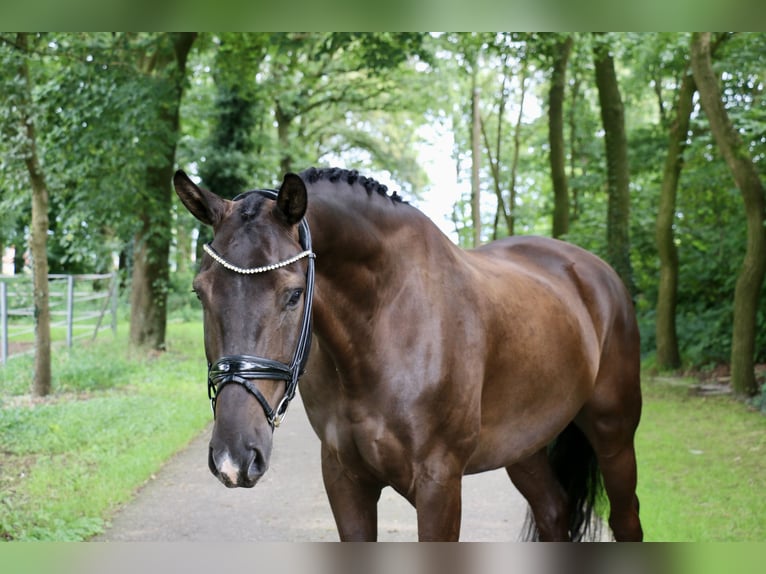 Caballo alemán Caballo castrado 6 años 170 cm Negro in Recke, bei Osnabrück