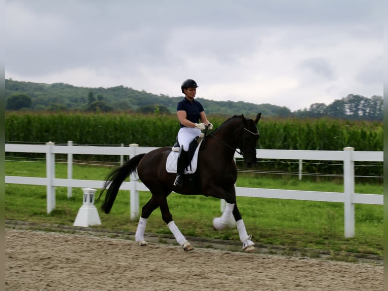 Caballo alemán Caballo castrado 6 años 170 cm Negro in Recke, bei Osnabrück