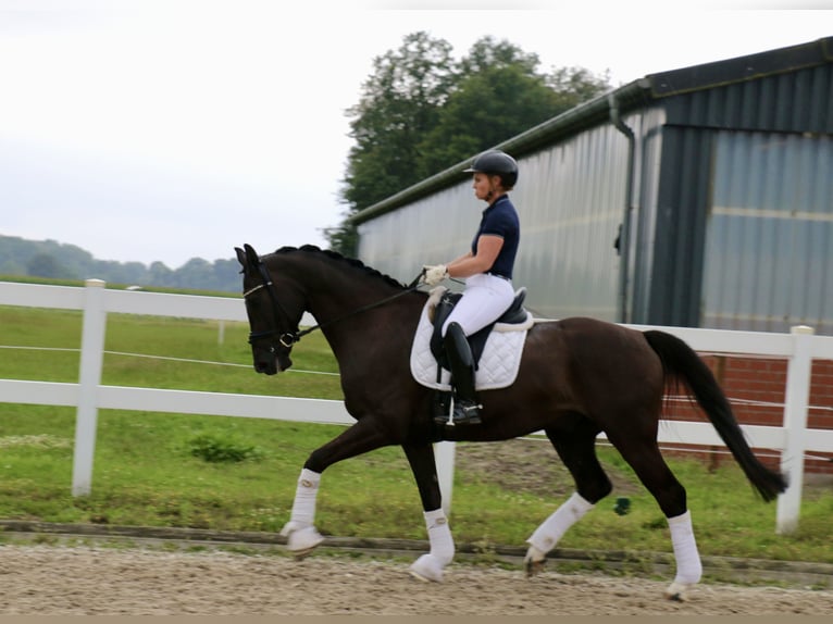 Caballo alemán Caballo castrado 6 años 170 cm Negro in Recke, bei Osnabrück