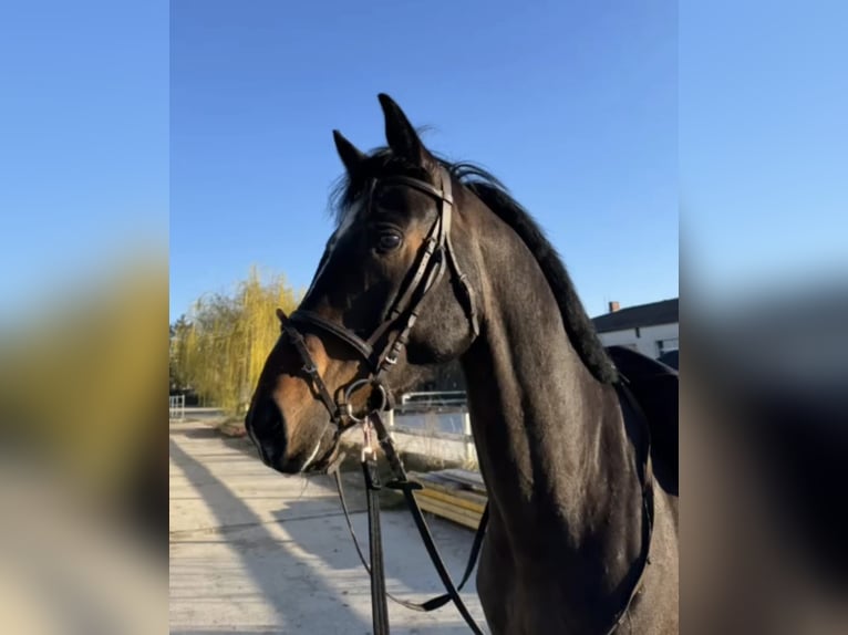 Caballo alemán Caballo castrado 6 años 174 cm Castaño in Erlau