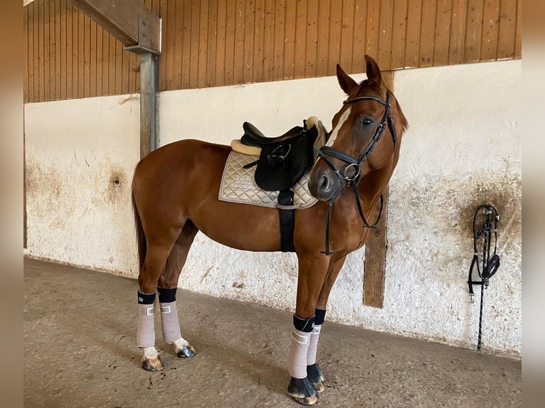 Caballo alemán Caballo castrado 6 años 175 cm Alazán in Vlotho