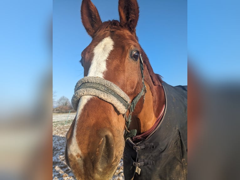 Caballo alemán Caballo castrado 6 años 175 cm Alazán in Vlotho