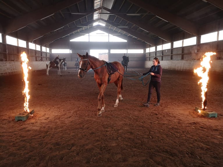 Caballo alemán Caballo castrado 6 años 175 cm Alazán in Vlotho