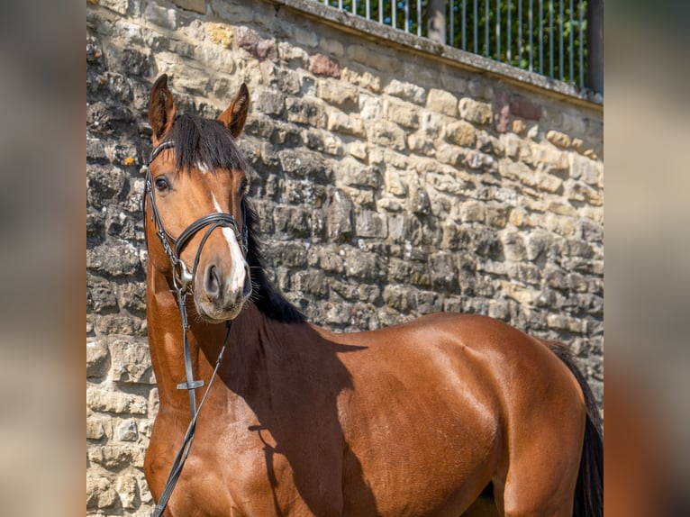 Caballo alemán Caballo castrado 6 años Castaño in Dudeldorf