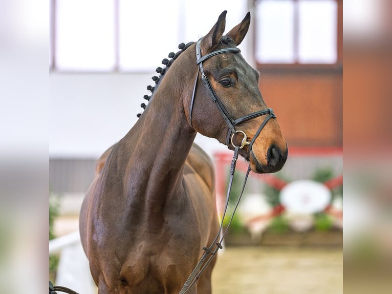 Caballo alemán Caballo castrado 6 años Castaño in Münster-Handorf