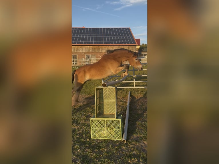 Caballo alemán Mestizo Caballo castrado 7 años 155 cm  in Amorbach