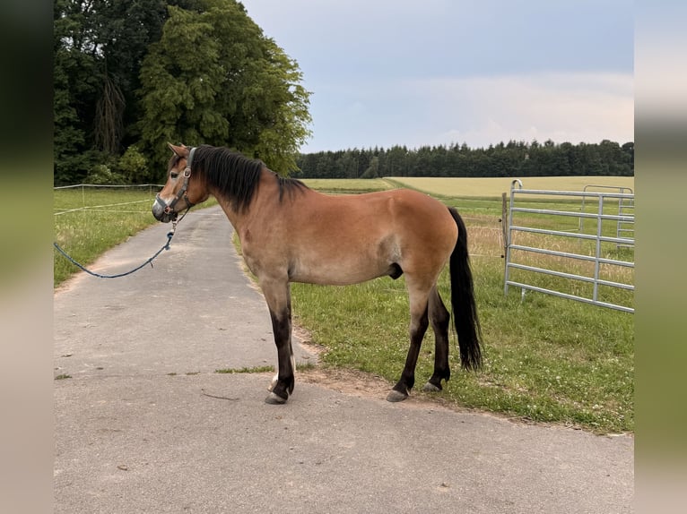 Caballo alemán Mestizo Caballo castrado 7 años 155 cm  in Amorbach