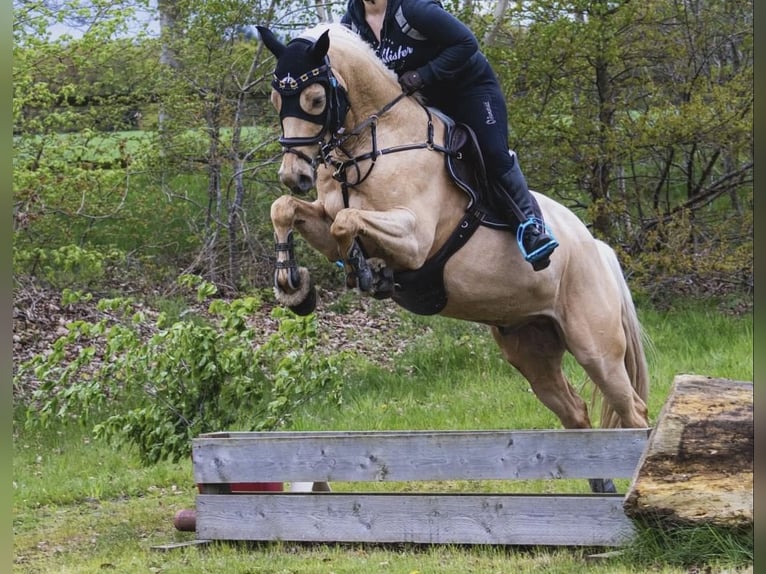 Caballo alemán Caballo castrado 7 años 157 cm Palomino in Hannover