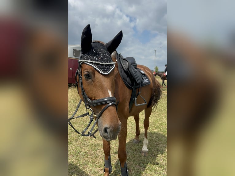 Caballo alemán Caballo castrado 7 años 165 cm Alazán in Immenhausen