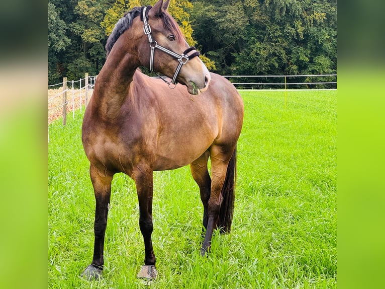 Caballo alemán Caballo castrado 7 años 165 cm Buckskin/Bayo in Dortmund