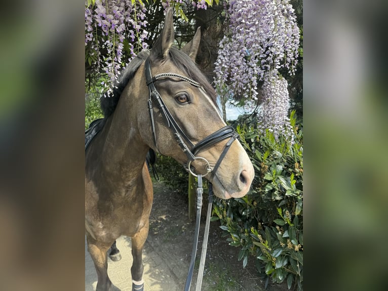 Caballo alemán Caballo castrado 7 años 165 cm Buckskin/Bayo in Dortmund