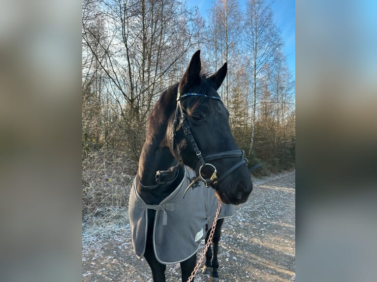 Caballo alemán Caballo castrado 7 años 165 cm Negro in Münchberg