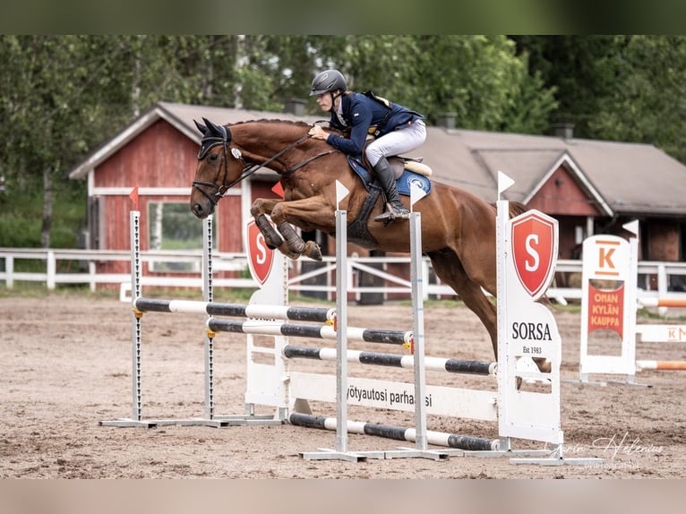 Caballo alemán Caballo castrado 7 años 170 cm Alazán-tostado in Turku