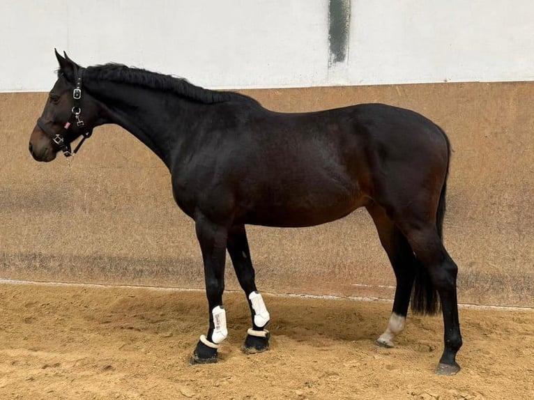 Caballo alemán Caballo castrado 7 años 170 cm Castaño oscuro in Burgthann