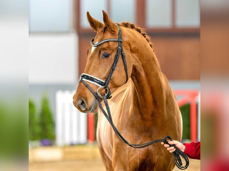 Caballo alemán Caballo castrado 7 años 171 cm Alazán in Bad Iburg