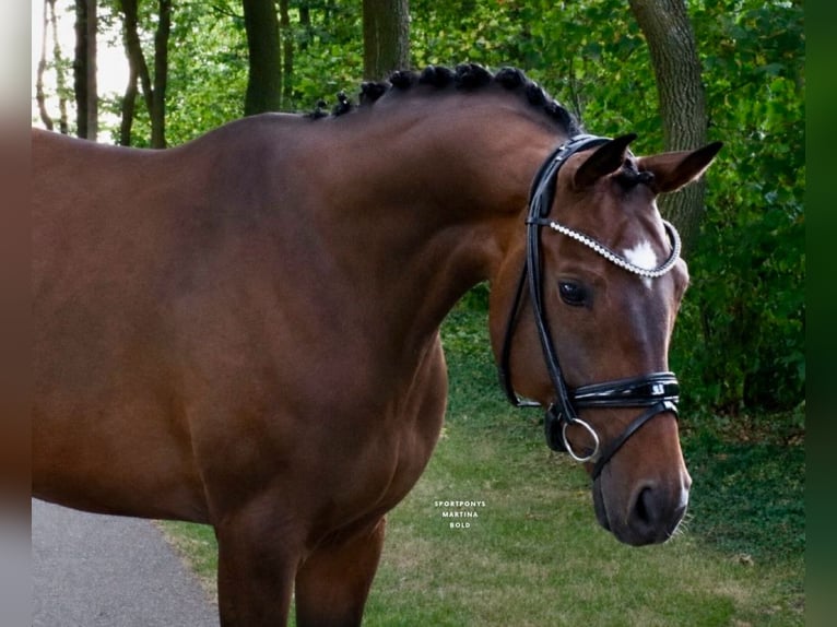 Caballo alemán Caballo castrado 7 años 171 cm Castaño in Recke, bei Osnabrück