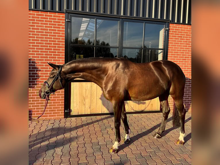 Caballo alemán Caballo castrado 7 años 174 cm Negro in Vreden