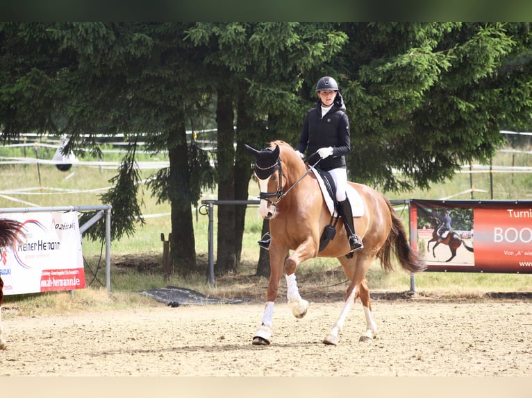 Caballo alemán Caballo castrado 7 años 175 cm Alazán in Großmaischeid