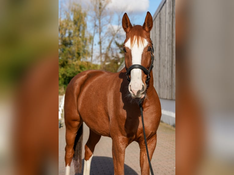 Caballo alemán Caballo castrado 7 años 175 cm Alazán in Großmaischeid