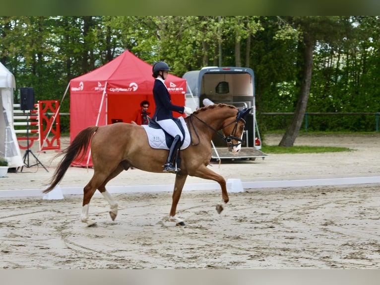 Caballo alemán Caballo castrado 7 años 175 cm Alazán in Großmaischeid