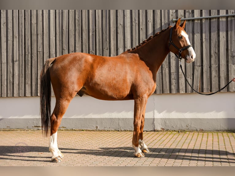 Caballo alemán Caballo castrado 7 años 175 cm Alazán in Großmaischeid