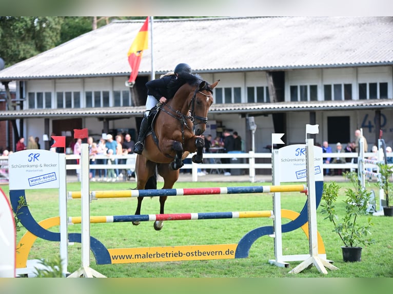 Caballo alemán Caballo castrado 7 años 175 cm Castaño in Ascheberg