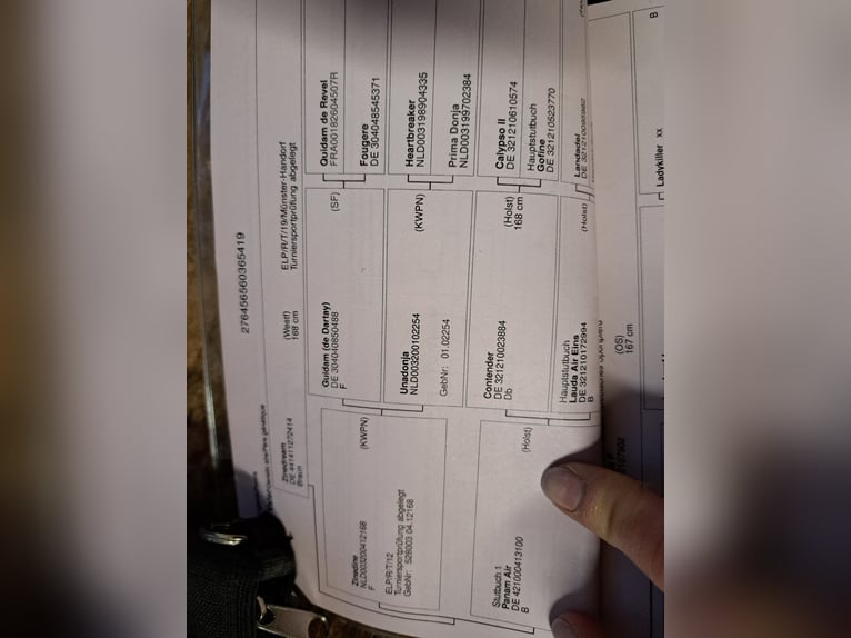 Caballo alemán Caballo castrado 7 años 175 cm Castaño in Heidgraben