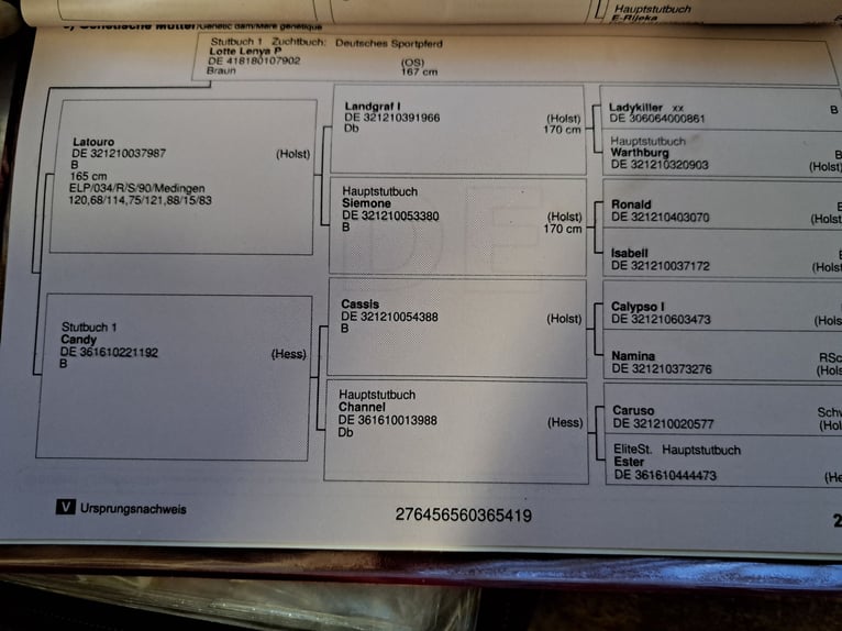 Caballo alemán Caballo castrado 7 años 175 cm Castaño in Heidgraben
