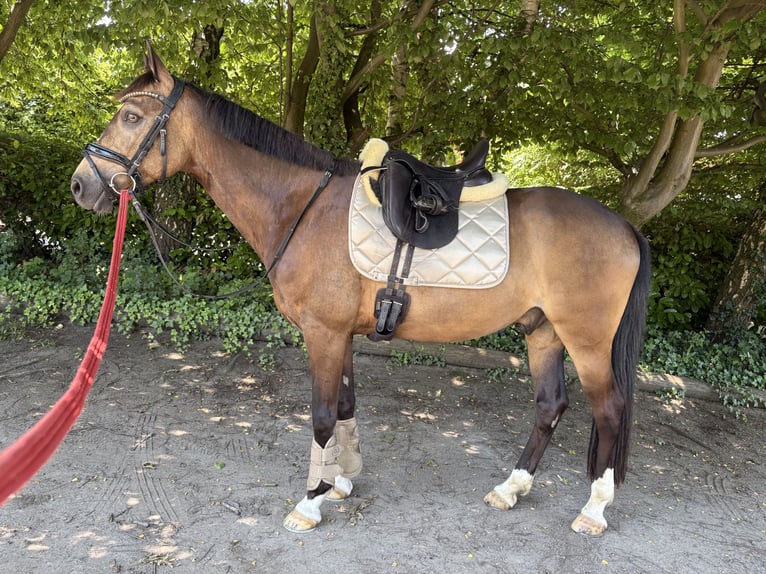Caballo alemán Caballo castrado 8 años 152 cm Bayo in Mülheim an der Ruhr