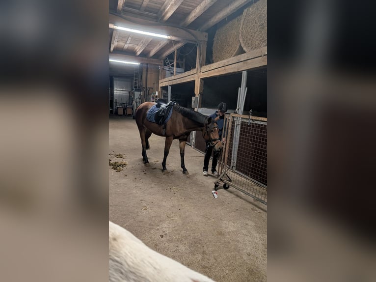 Caballo alemán Caballo castrado 8 años 155 cm Alazán in Harpstedt