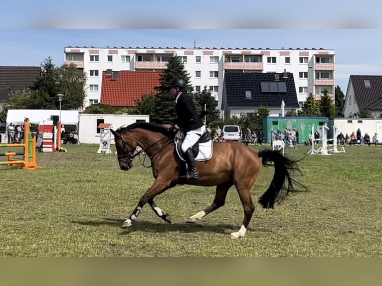 Caballo alemán Caballo castrado 8 años 163 cm Castaño in Lüdershagen