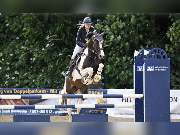 Caballo alemán Caballo castrado 8 años 164 cm Pío in Hofheim am Taunus
