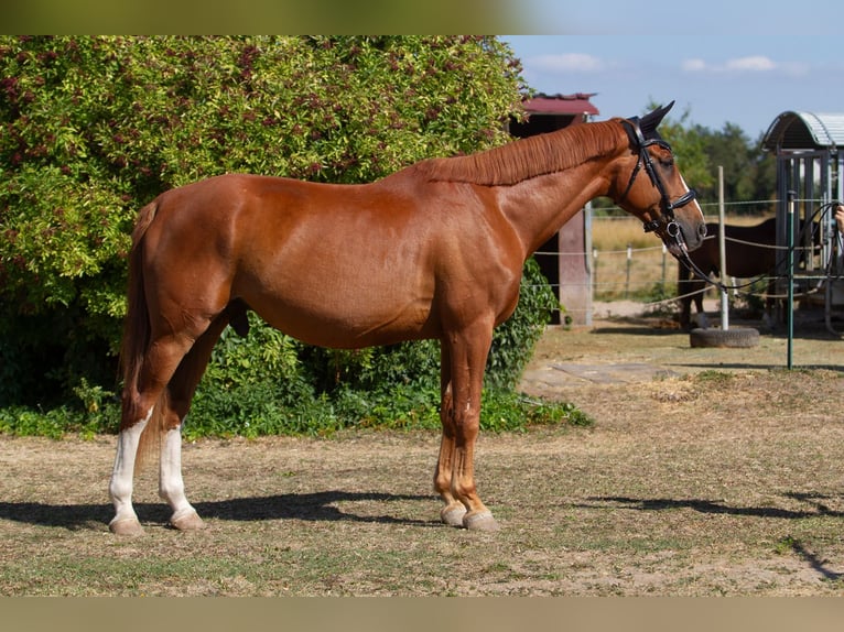 Caballo alemán Caballo castrado 8 años 168 cm Alazán in Trebur