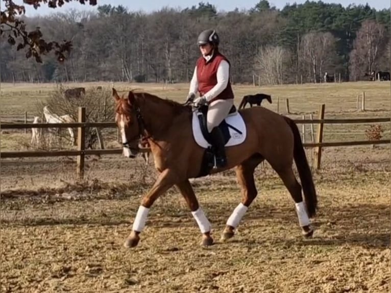Caballo alemán Mestizo Caballo castrado 8 años 170 cm Alazán in Eyendorf