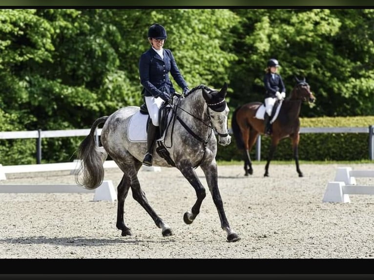 Caballo alemán Caballo castrado 8 años 170 cm Tordo in Sankt Peter am Kammersberg