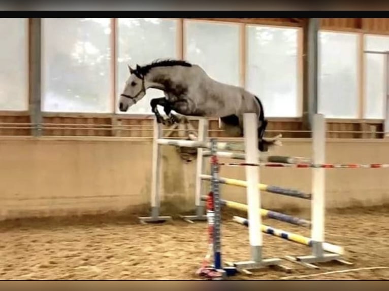 Caballo alemán Caballo castrado 8 años 170 cm Tordo in Sankt Peter am Kammersberg