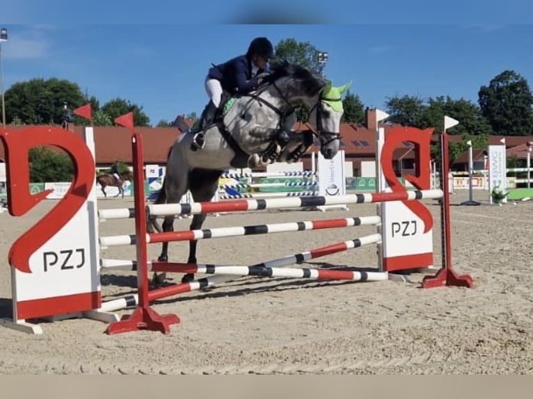 Caballo alemán Caballo castrado 8 años 170 cm Tordo in Sankt Peter am Kammersberg