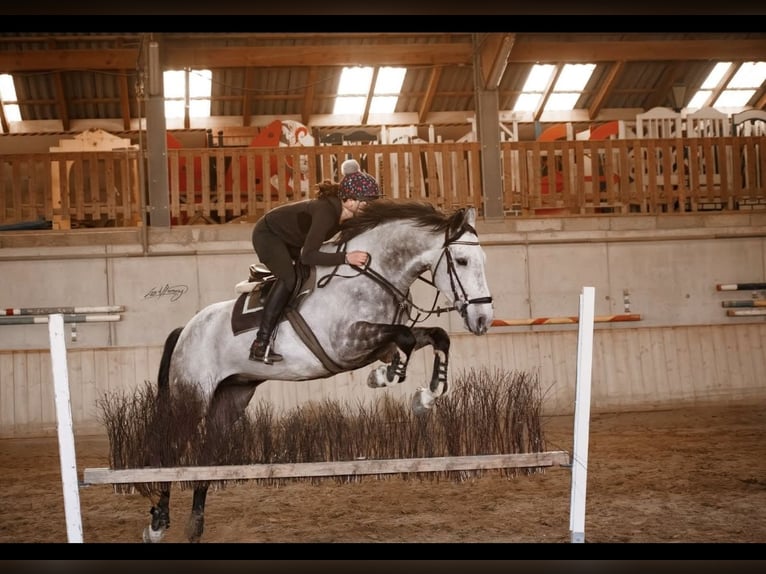 Caballo alemán Caballo castrado 8 años 170 cm Tordo in Sankt Peter am Kammersberg