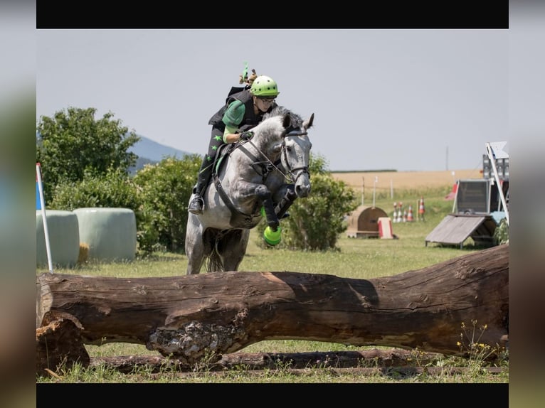 Caballo alemán Caballo castrado 8 años 170 cm Tordo in Sankt Peter am Kammersberg