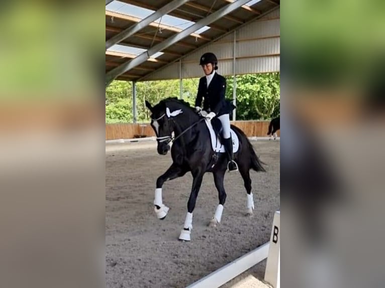 Caballo alemán Caballo castrado 8 años 173 cm Morcillo in Niederkrüchten