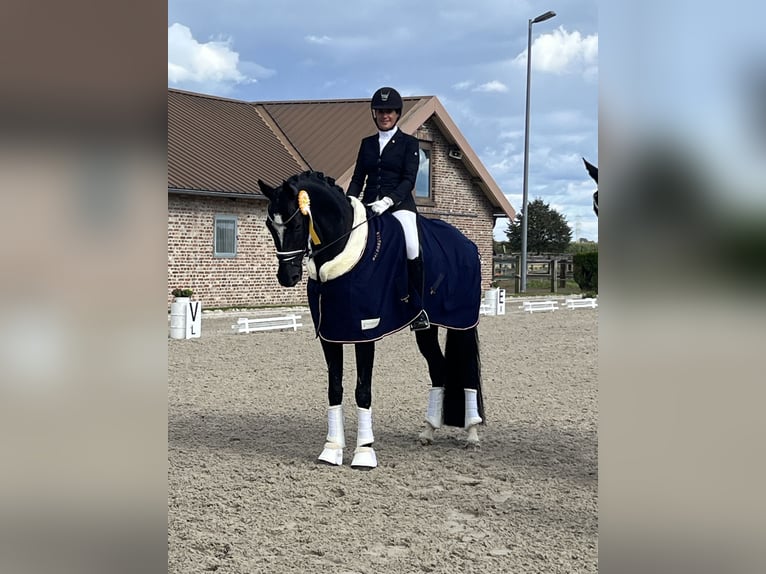 Caballo alemán Caballo castrado 8 años 173 cm Morcillo in Niederkrüchten